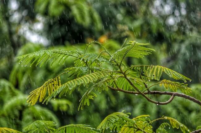 《谷雨》又是一年別春時(shí)